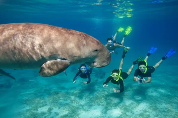 Swim with Turtles & Dugong at Marsa Mubarak – Full-Day Snorkeling Tour in Marsa Alam