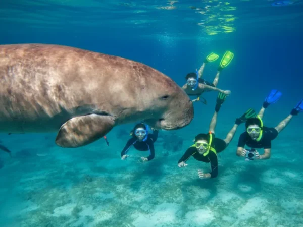 Swim with Turtles & Dugong at Marsa Mubarak – Full-Day Snorkeling Tour in Marsa Alam