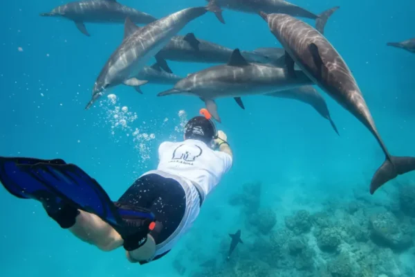 Sataya Reef Dolphin House Snorkeling from Marsa Alam