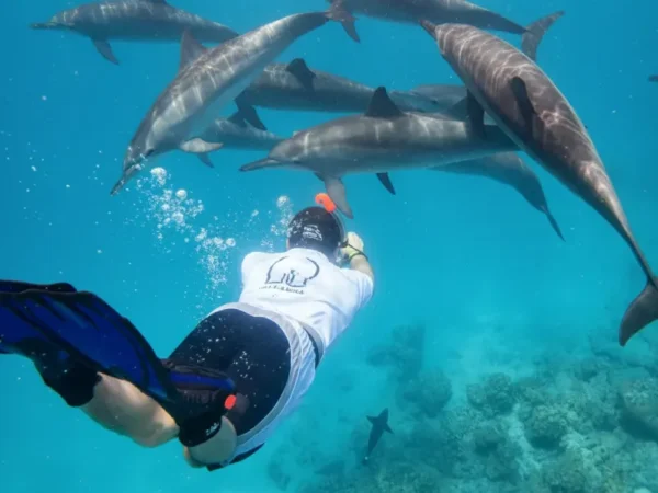 Sataya Reef Dolphin House Snorkeling from Marsa Alam